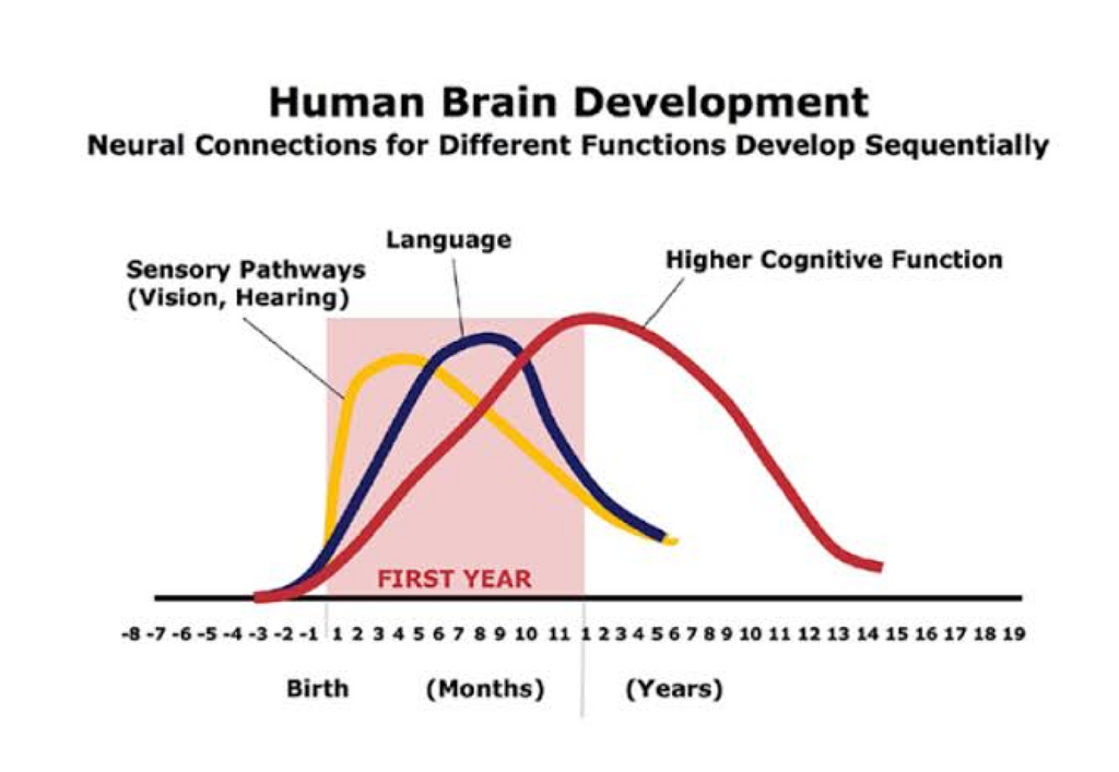 Human Brain Development Chart